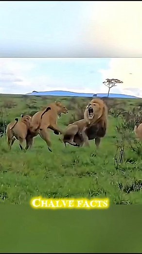 most respected lion 😈 notch 🦁
