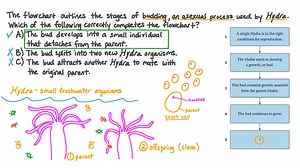 Describing the Process of Budding in 𝐻𝑦𝑑𝑟𝑎