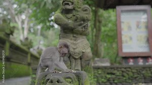 Macaca fascicularis The crab-eating macaque or long-tailed macaque at Sacred Monkey Forest Sanctuary Ubud Bali Indonesia