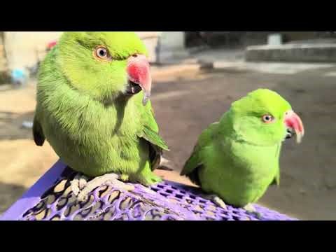 How much does a parrot cost? | How much is one parrot? | #parrot #animals