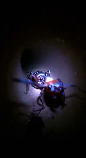 🐜 We Mounted a Camera on an Ant… This Is What It Saw