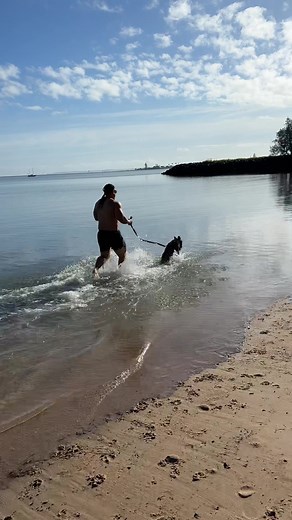 Joyful German Shepherd Puppy Swimming