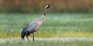 Vogelporträt: Kranich - NABU