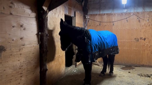 Alaska.Now. @TikTok @Marty Raney @matt.raney @Discovery #HomesteadRescue #discoverychannel #Moose #night #Alaska