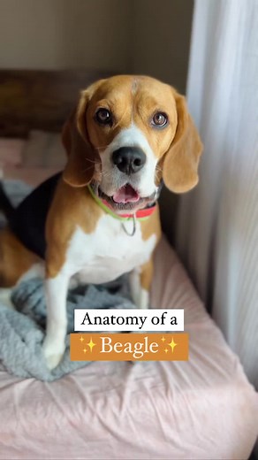 Exploring Beagle Anatomy: A Fascinating Look at Dog Anatomy