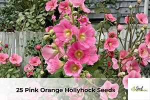25 Pink-orange Hollyhock Seeds | Tall Cottage Garden Flowers - Etsy
