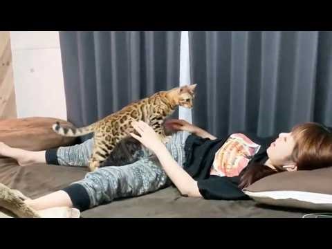 最後まで病と闘い最後に奇跡を見せてくれた猫