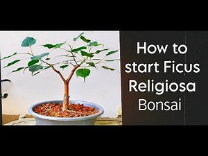 How to start ficus Religiosa Bonsai || How to make ficus Religiosa Bonsai at home.