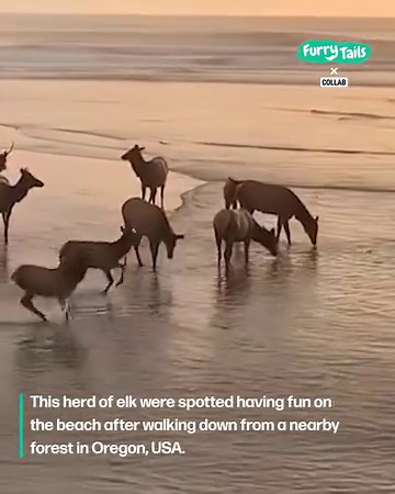Deer family enjoy beach day together 🦌 😍 | Furry Tails