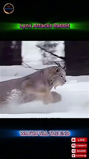 Epic Lynx vs Hare Chase in Snowy Forest – Who Wins?