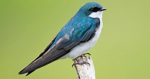 Tree Swallow Sounds, All About Birds, Cornell Lab of Ornithology