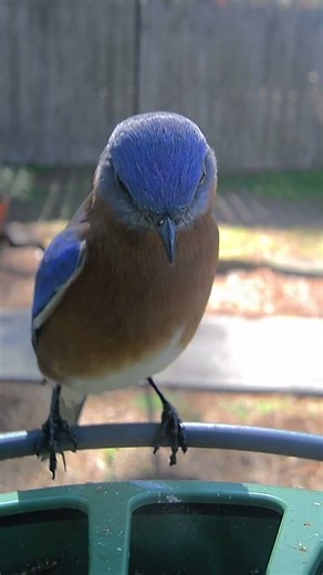 Eastern Bluebird (Male) #shorts #birds