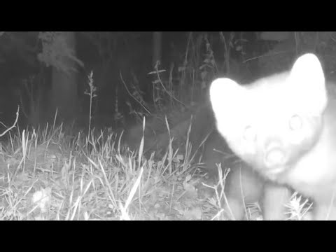 4 minutes de vie sauvage incroyable dans la forêt !