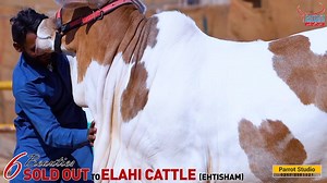 1K views · 188 reactions | أَعُوذُ بِكَلِمَاتِ اللَّهِ التَّامَّةِ مِنْ كُلِّ شَيْطَانٍ وَهَامَّةٍ وَمِنْ كُلِّ عَيْنٍ لامَّةٍ ❤️❤️ماشاءالله❤️❤️ ❤️❤️اَلْحَمْدُلِلّه❤️❤️ ❤️ Cattle's Paradise ❤️ Sold out 6 Beauties to ❤️Elahi Cattle ❤️ Allah pak dono ko barkaat ata farmaay | Karachi Cow Mandi Services | Facebook