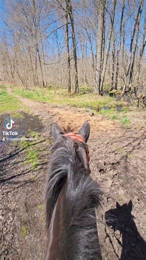 Toad and frog season 🐸 a good time to ride and listen to their songs! 💕🎶 Book a ride at www.riseandrideranch.com #horsebackriding #michigan #familyfriendly #FamilyRanch | Rise & Ride Ranch