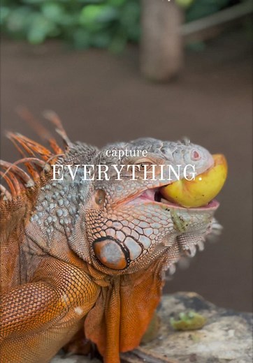 Pretend your on your travels this summer at Stratford butterfly farm and check out our beautiful tropical animals🦋🌿🐜🦎🦜🐍 #traveltiktok #tropicalanimals #stratfordbutterflyfarm #40yearsold #dayoutideas