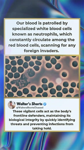 Your Blood’s Secret Army: Neutrophils 🛡️