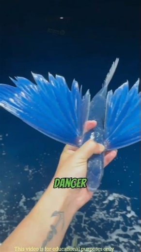 A Fish That Can ACTUALLY Fly? 😲