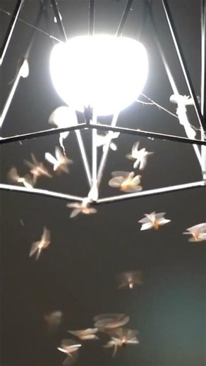 Why Do Bugs Go Towards the Light? 🪰💡