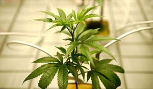 WATCH | High energy and higher hopes: Cannabis Expo 2025 lights up Sandton