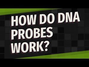 How do DNA probes work?