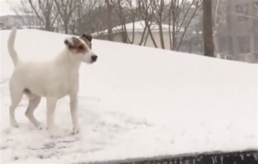 Daily Smile: Saturday, January 31, 2026