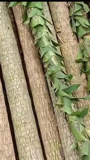 #trụtiêu #câytiêu #câypháttài #câychắngió #tiêutùnglinh