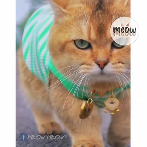 7.6K views · 623 reactions | Yang hồ ở đây - Pate ở đâu..đói rồi >< - Hii - Cre:Meo | Méo | Facebook