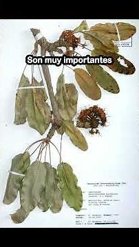 Los Herbarios #biology #zoology #sabiasque #endangeredspecies #botanylovers #botanical