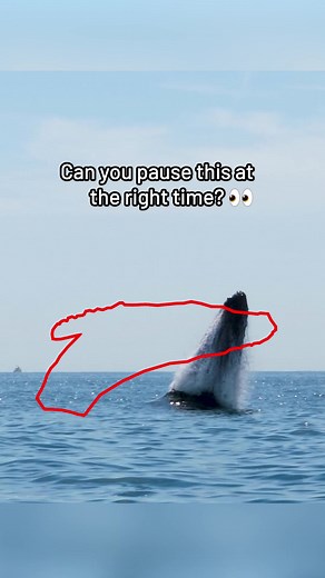76K views · 414 reactions | How good are your reflexes? Catch the whale  | Amazing World & Architecture | Facebook