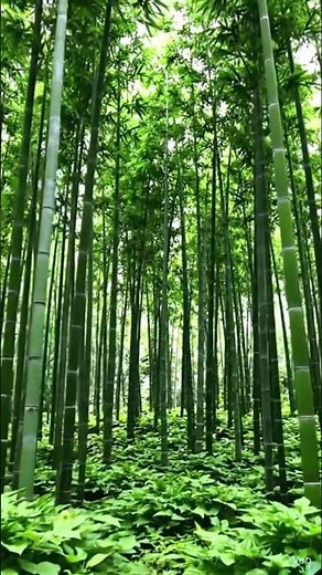scene transforms into a lush animated bamboo farest