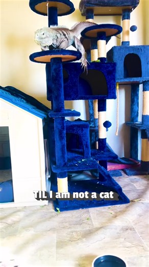84K views · 367 reactions | This iguana that thought he was a cat…glad he’s okay after that! 藍年 #Iguana #Cat #Funny | The Pet Collective | Facebook