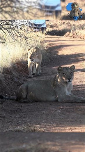 Stunning Big Cats on the Move #explore #wildlife #animals #nature #cats #lion #africa