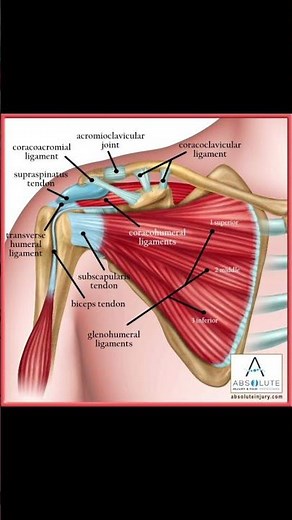 Ligaments and Tendons of the Shoulder Joint (Anterior View)