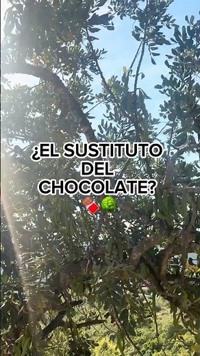 ¿Sabías esto del ALGARROBO?🌳 El árbol mágico #shorts #arboles