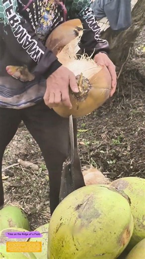 Peeling Back the Husk: Why This Tropical Skill Matters