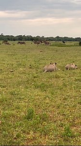 14K views · 121 reactions | Explore the endless Serengeti plains...