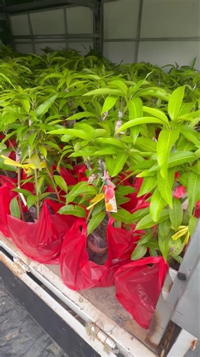 👉芒果嫁接苗開始出貨啦！ 品種如下： 💥愛文$130 (自取優惠價$100) 💥玉文$130 (自取優惠價$100) 💥金煌$130 (自取優惠價$100) 💥海頓$130 (自取優惠價$100) 💥黃蜜文$180 (自取優惠價$150) ❤️華順農園電話：0988206121 ❤️華順農園地址：台中市大里區東湖路38號 (對面空地) ❤️華順農園營業時間：09:30-12:00 , 14:00-17:00 (禮拜二 , 五整天公休，禮拜三早上公休） #芒果嫁接苗 #愛文芒果嫁接苗 #玉文芒果嫁接苗 #金煌芒果嫁接苗 #海頓芒果嫁接苗 #黃蜜文芒果嫁接苗 | 華順農園