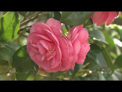 Japanese Camellia (Camellia Japonica) What is it? Where Can You Grow It?
