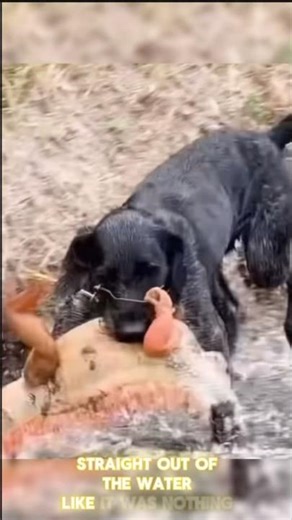 Dog Drags Out MASSIVE Dragon-Like Iguana — You Won’t Believe the Size! #viralvideo