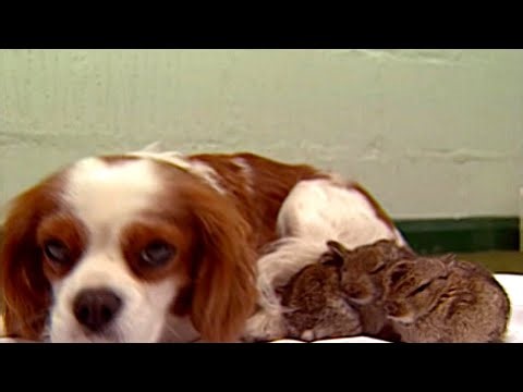 Heroic Police Dogs and Therapy Pets: Amazing True Animal Stories