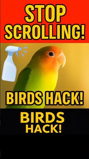 5 Natural Hacks to Boost Parrot Health 🦜♨️ | #shorts #lovebirds