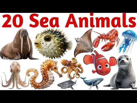 20 Ocean Animals Names | Sea Animals for Kids | Deep Sea Creatures Names in English📝