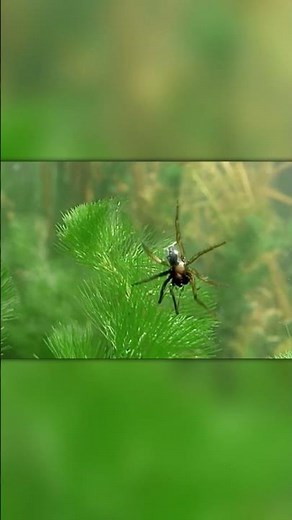 The Only Spider That Builds a Bubble to Breathe!