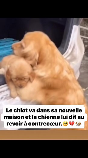 Triste adieu 🥺💔🐶 | Blackwolf and Ghost