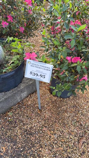 Beautiful “Azalea Formosa Southern Charm” bushes 7 gallons available! #plants #flowers #plantnursery | Robbins Nursery