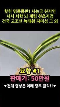 핫한 명품풍란! 서능금 천지연 서시 서학 놔 계림 천초지검 건국 고조선 녹태왕 자미성 묘향 취화모단 그 외 #shrots