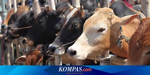 Sapi Kurban Mengamuk di Pasar Rebo Jaktim, Warga: Kaget Lihat yang Lain Sudah Dipotong