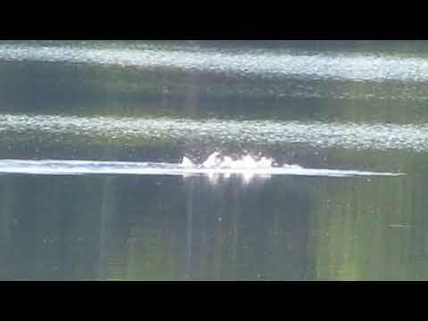 Loon swimming/flying in the water. -WEIRD behavior???