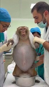 374K views · 5.3K reactions | The baby monkey is giving birth. | Monkey US | Facebook